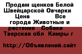 Продам щенков Белой Швейцарской Овчарки  › Цена ­ 20 000 - Все города Животные и растения » Собаки   . Тверская обл.,Кимры г.